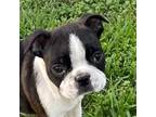 Boston Terrier Puppy for sale in Luther, OK, USA