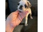 Pug Puppy for sale in Fort Worth, TX, USA