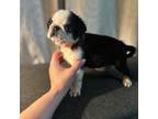 Pug Puppy for sale in Fort Worth, TX, USA