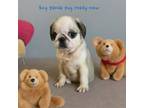 Pug Puppy for sale in Fort Worth, TX, USA