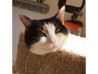 Adopt Parsley a Calico or Dilute Calico Domestic Shorthair / Mixed cat in