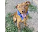 Adopt Turquesa a Mixed Breed (Medium) / American Pit Bull Terrier / Mixed dog in