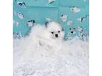 Pomeranian Puppy for sale in Ponca City, OK, USA