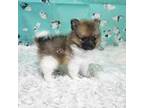 Pomeranian Puppy for sale in Ponca City, OK, USA