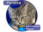 Adopt Perdita a Brown Tabby Domestic Shorthair (short coat) cat in Glenwood