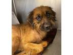 Adopt Gigi a Brown/Chocolate Dachshund / Mixed dog in Philadelphia