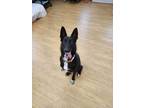 Adopt Biscuit a Black - with White Shepherd (Unknown Type) / Border Collie /