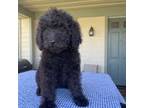 Goldendoodle Puppy for sale in San Jacinto, CA, USA