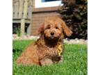 Goldendoodle Puppy for sale in Dundee, OH, USA