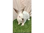 Adopt St Germain 1 a Californian / Mixed (short coat) rabbit in Pflugerville