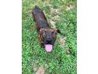 Adopt Gage a Brindle - with White Boxer / Plott Hound / Mixed dog in Byron