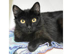 Adopt Jilly a All Black Domestic Shorthair / Domestic Shorthair / Mixed cat in
