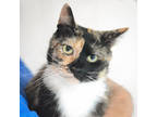 Adopt Elise a All Black Domestic Shorthair / Domestic Shorthair / Mixed cat in