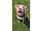 Adopt Smoot 5 a Brown/Chocolate American Pit Bull Terrier / Mixed dog in