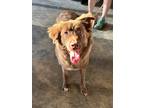 Adopt Harley a Mixed Breed (Medium) / Mixed dog in Jonesboro, AR (38685530)