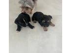 Puppies morkie