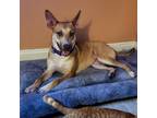 Adopt Zelda a Tan/Yellow/Fawn Shepherd (Unknown Type) / Husky / Mixed dog in