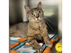Adopt Ms. Bellum a Tortoiseshell Domestic Shorthair / Mixed cat in Springfield
