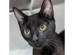 Adopt Opal a All Black Domestic Shorthair / Mixed cat in Cumming, GA (38561642)