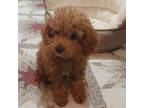 Poodle (Toy) Puppy for sale in Rapid City, SD, USA