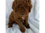 Mutt Puppy for sale in Concord, CA, USA