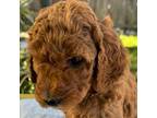 Mutt Puppy for sale in Concord, CA, USA