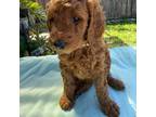 Mutt Puppy for sale in Concord, CA, USA