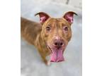 Adopt Claribel a Red/Golden/Orange/Chestnut American Pit Bull Terrier / Mixed