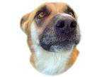 Adopt Hudson a Tricolor (Tan/Brown & Black & White) Shepherd (Unknown Type) /