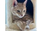 Adopt George a Orange or Red Domestic Shorthair / Mixed cat in Englewood