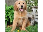 Golden Irish Puppy for sale in Jones, MI, USA