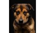 Adopt Mister a Black - with Brown, Red, Golden, Orange or Chestnut Mixed Breed