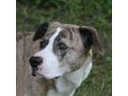Adopt Enola 477 a White - with Tan, Yellow or Fawn Mountain Cur / Mixed dog in