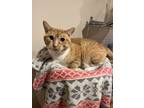 Adopt Vinny a Orange or Red Domestic Shorthair (short coat) cat in Sharon
