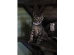 Adopt Abner a Gray, Blue or Silver Tabby Domestic Shorthair (short coat) cat in
