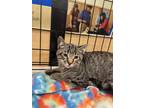 Adopt Slytherin a Gray or Blue (Mostly) Domestic Shorthair cat in Tracy