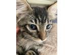 Adopt Sneezy a Gray or Blue (Mostly) Domestic Shorthair cat in Tracy