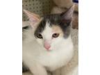 Adopt Hermione a Domestic Shorthair cat in Tracy, CA (38602490)