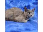 Adopt CHERYL a Gray or Blue Domestic Shorthair / Domestic Shorthair / Mixed cat