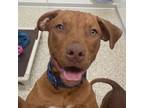 Adopt Azul a Brown/Chocolate Pit Bull Terrier / Mixed dog in Kanab