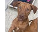 Adopt Morado a Brown/Chocolate Pit Bull Terrier / Mixed dog in Kanab