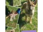 German Shepherd Dog Puppy for sale in Hickory, NC, USA