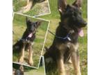 German Shepherd Dog Puppy for sale in Hickory, NC, USA