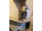 Adopt Chilly a Brown Tabby Domestic Shorthair (short coat) cat in Pittsburgh