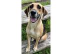 Adopt sunni a Black - with Tan, Yellow or Fawn German Shepherd Dog / Beagle /