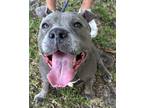 Adopt bella a Gray/Blue/Silver/Salt & Pepper Pit Bull Terrier / Mixed dog in