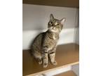 Adopt Shakespeare a Brown or Chocolate Domestic Shorthair / Domestic Shorthair /