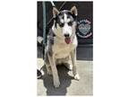 Adopt COH Rocko a Black - with White Husky / Mixed dog in Inglewood