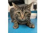 Adopt Meatloaf a Brown or Chocolate Domestic Shorthair / Domestic Shorthair /