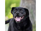 Adopt Friday a Black Labrador Retriever / Mixed dog in Madisonville